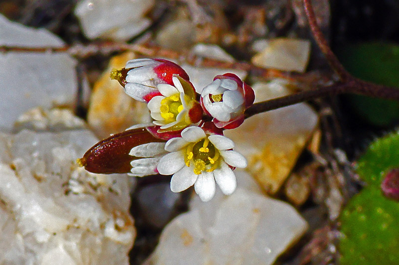 Erophila verna ssp. spathulata